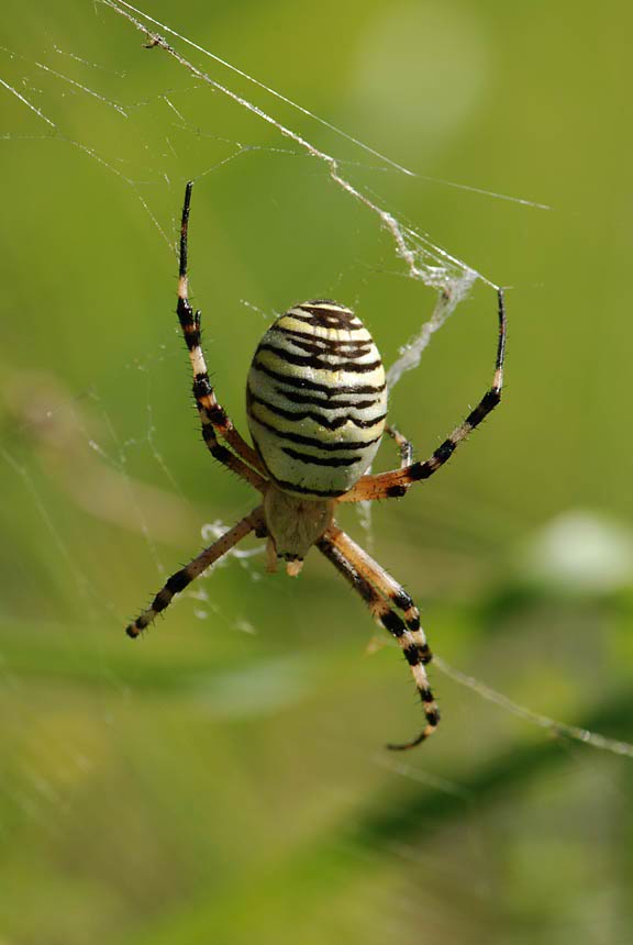 Argiope bruennichi